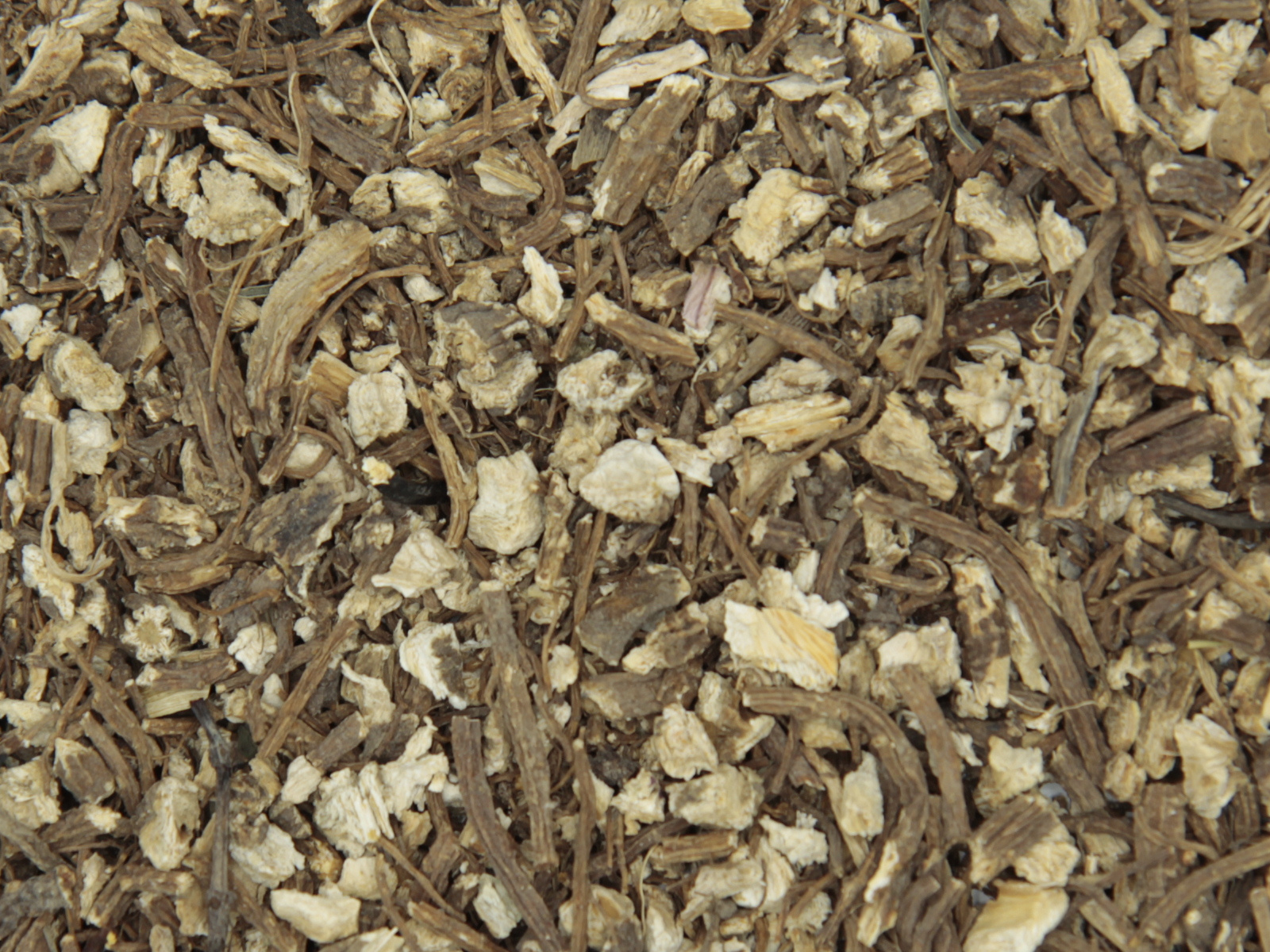 Engelwortel