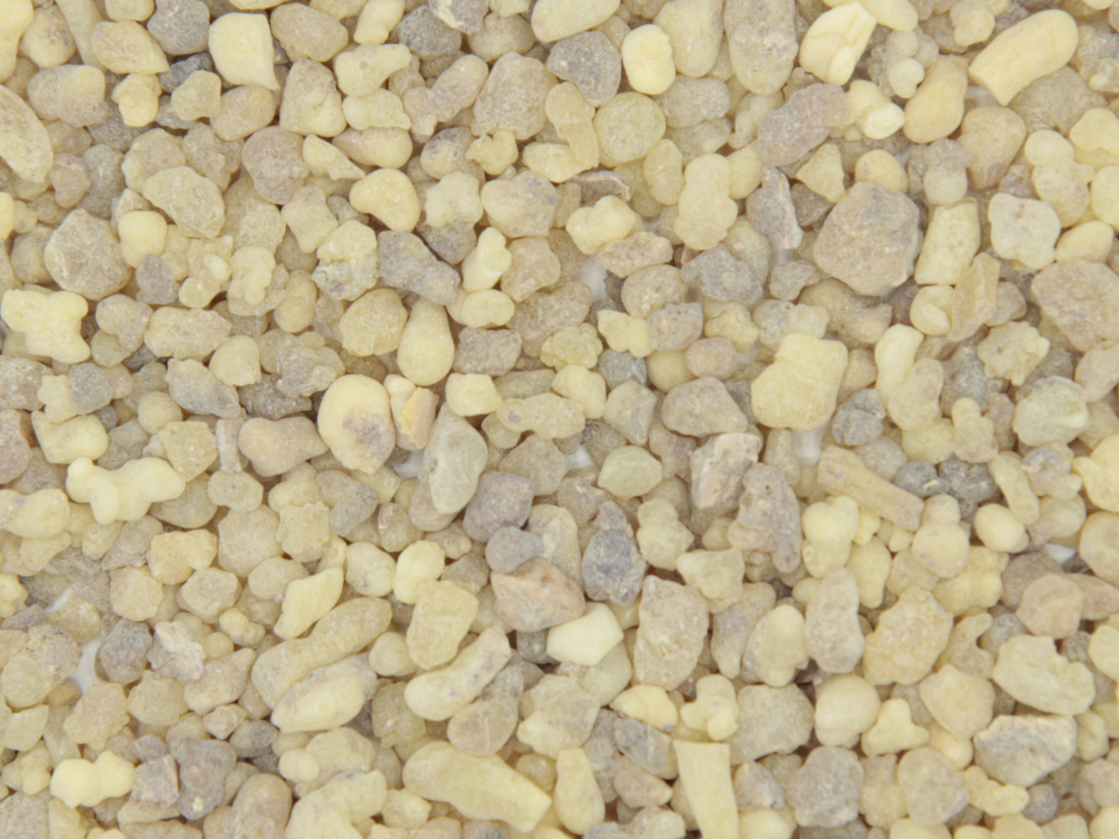 Boswellia