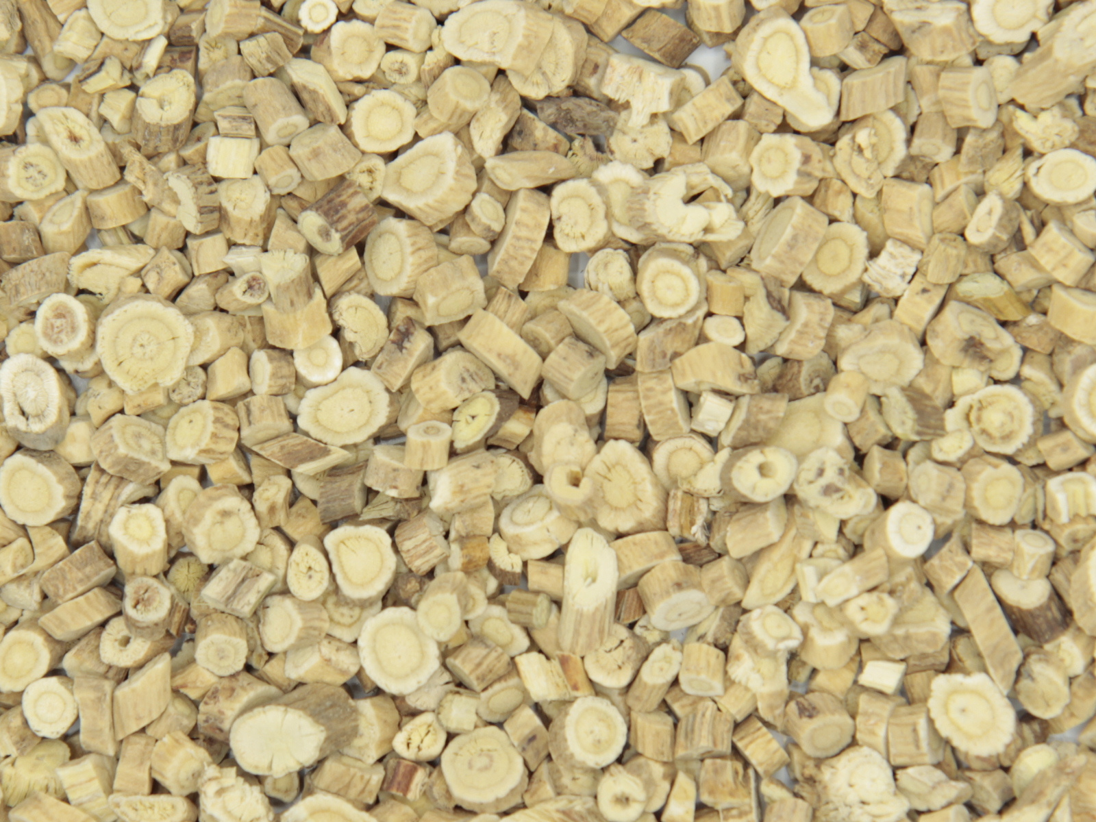 Astragalus wortel 